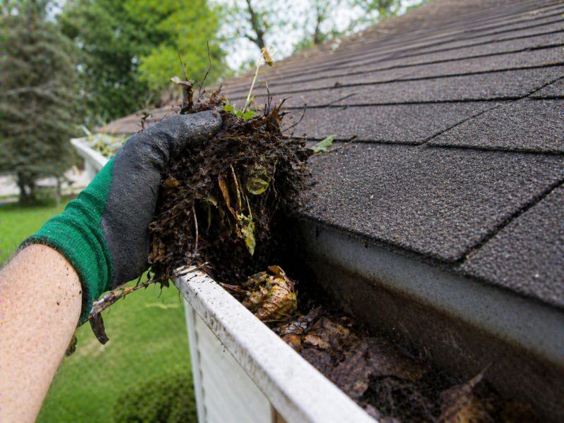 Gutter Pine Needle Removal in Arvada, CO
